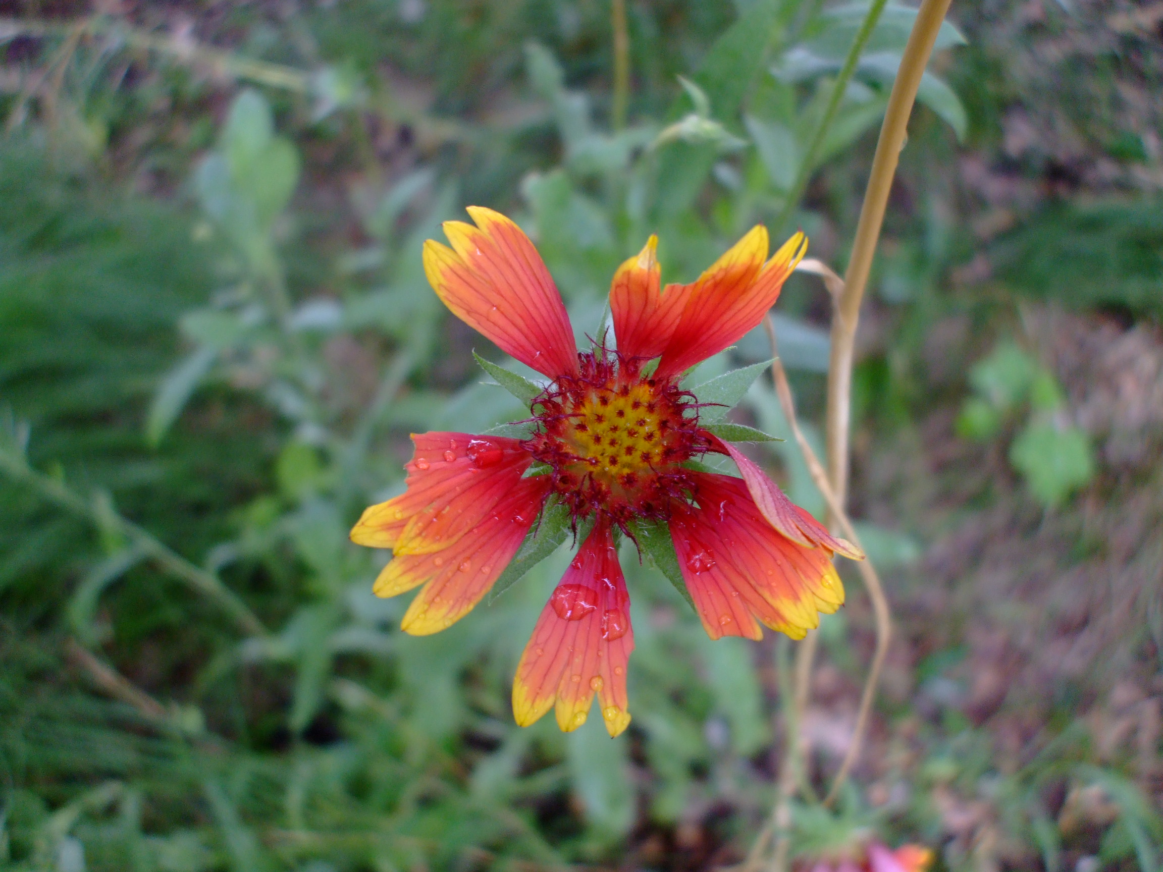 Gaillardia aristata